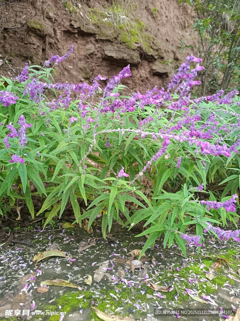 岩石旁绽放的紫色小花