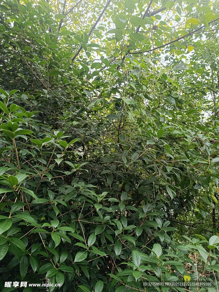 茂密绿植景观