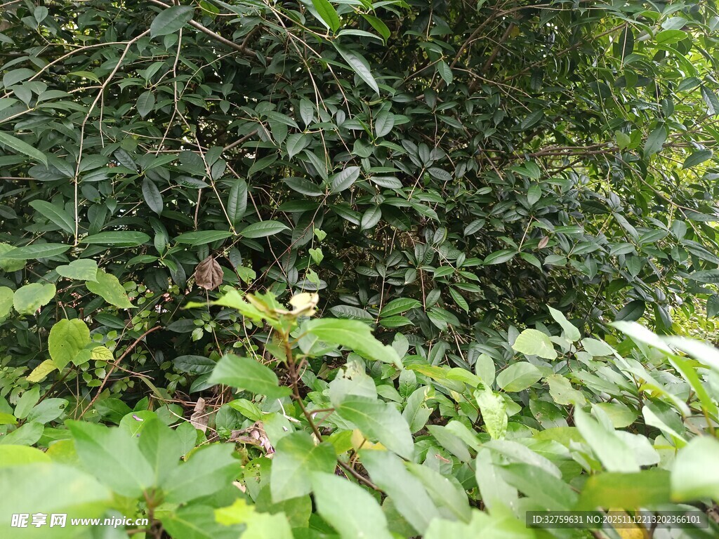 繁茂绿植景观