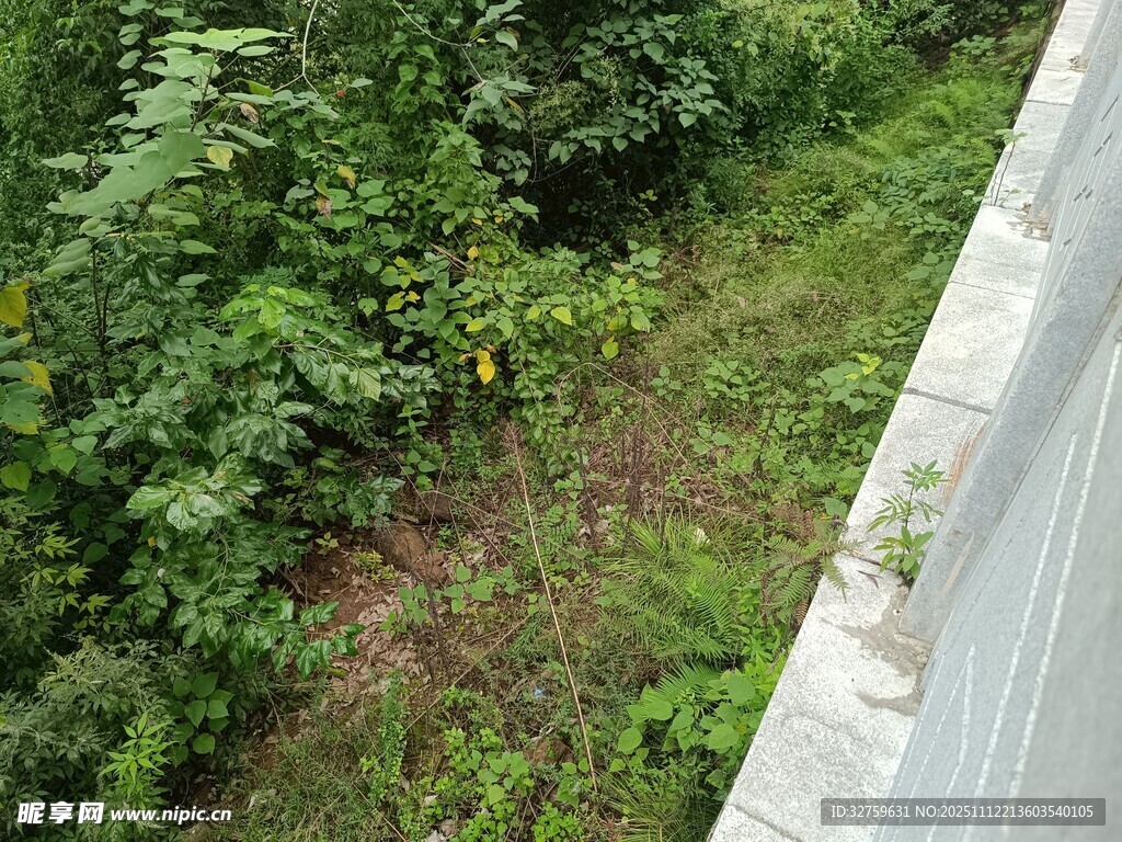 俯瞰绿植与墙边景象