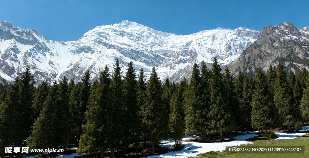 雪山下的茂密松林