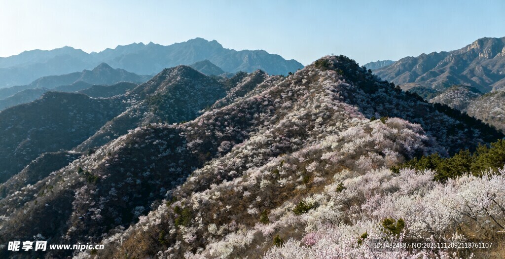 山间烂漫花海与壮美山峦