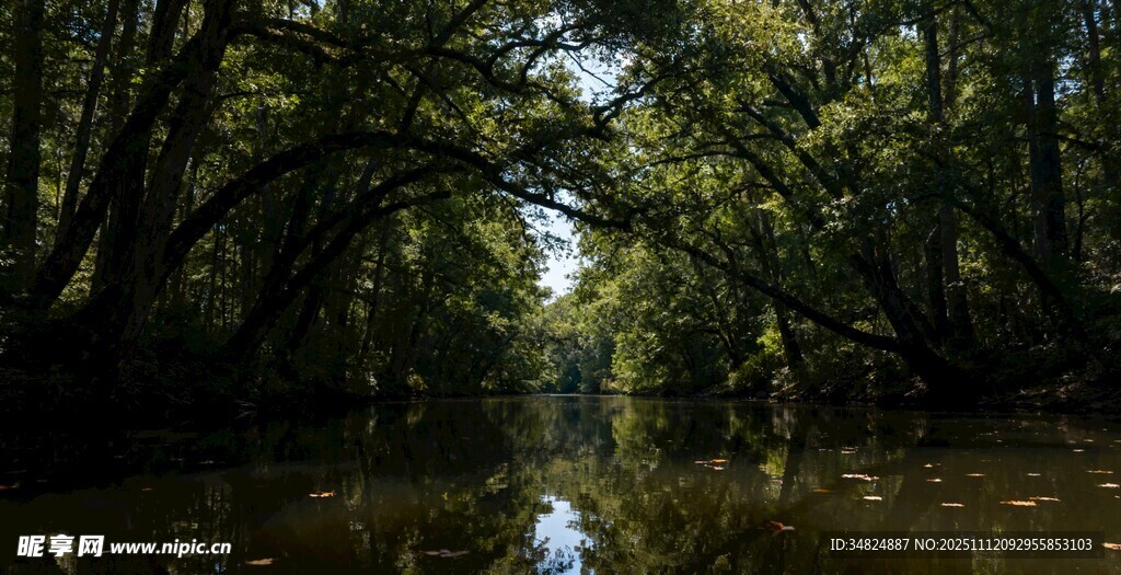 林间河道静谧自然之景