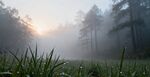 晨雾中的森林草地美景