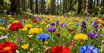 森林中绚烂多彩的野花
