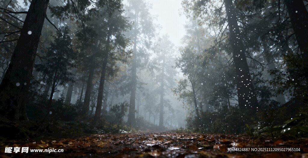 迷雾森林中的静谧小径