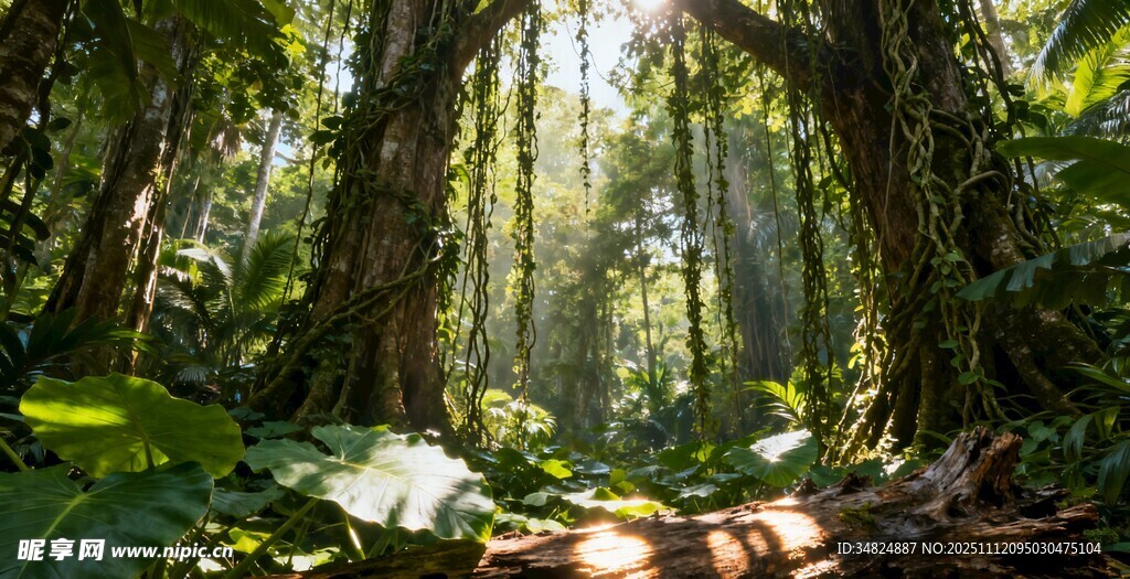 阳光洒落的茂密热带雨林