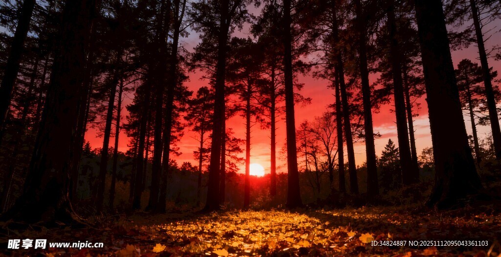 夕阳下的森林美景