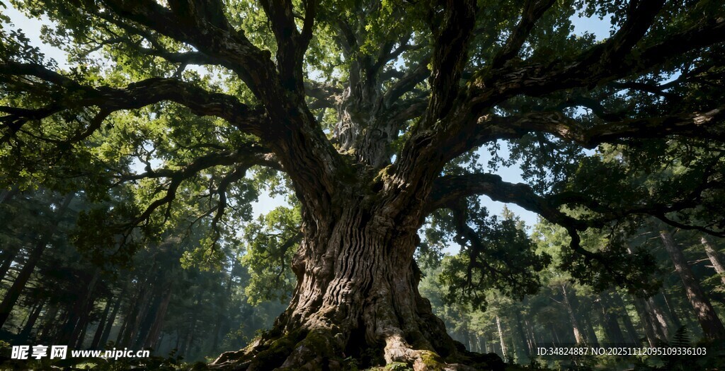 森林中的古老参天大树