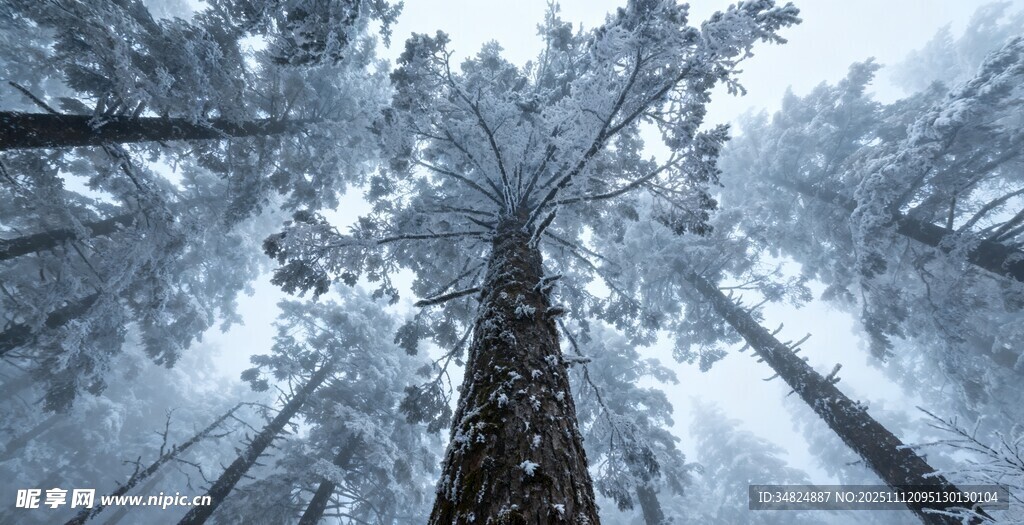 雪覆森林中的高耸树木