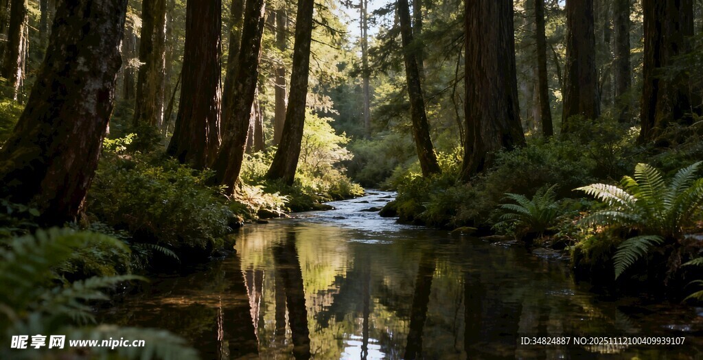 森林中的静谧溪流