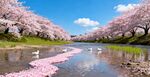 河畔烂漫樱花美景