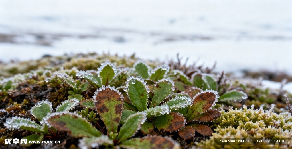 苔藓上的多肉植物特写