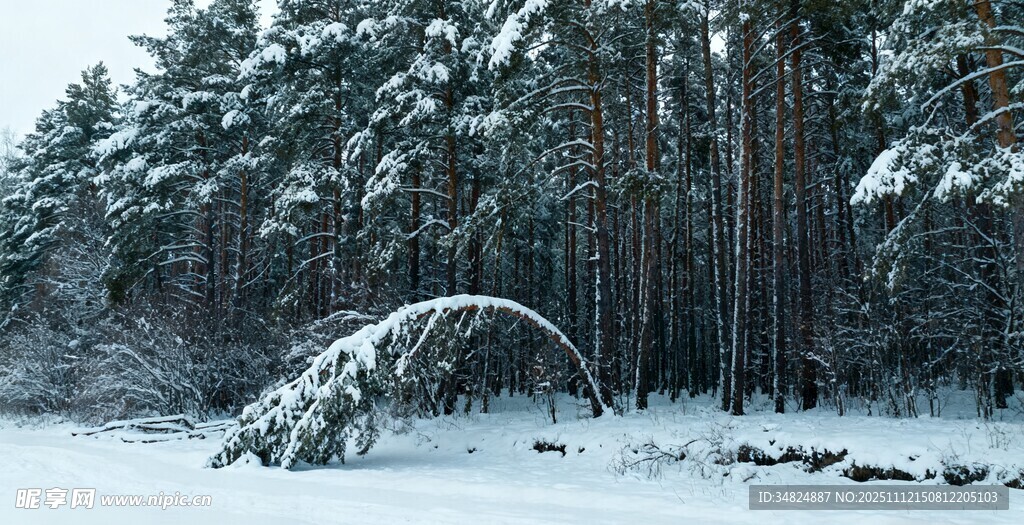 雪覆森林中弯折的树木