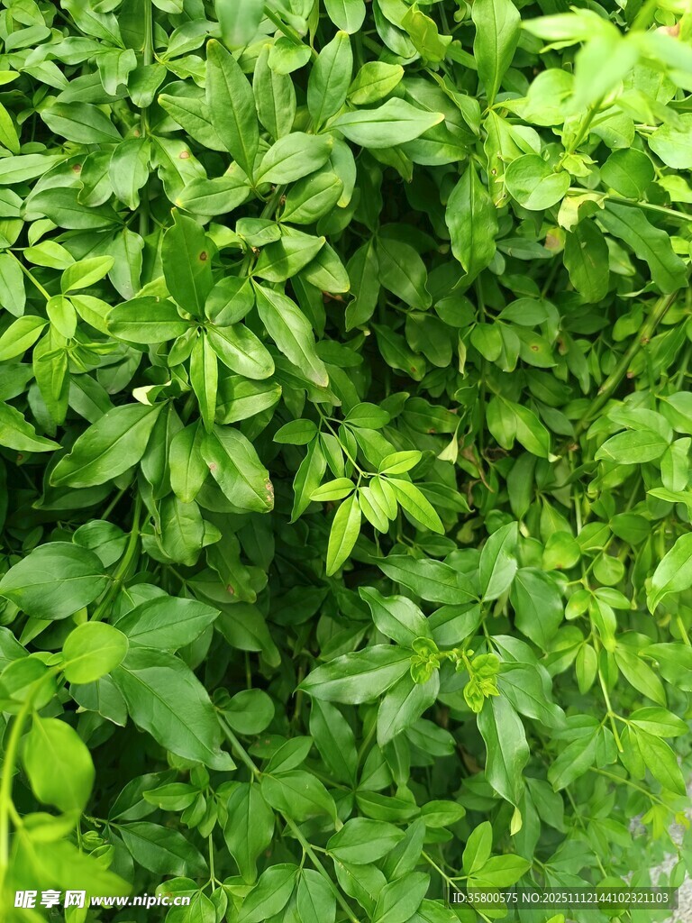翠绿繁茂的植物叶片