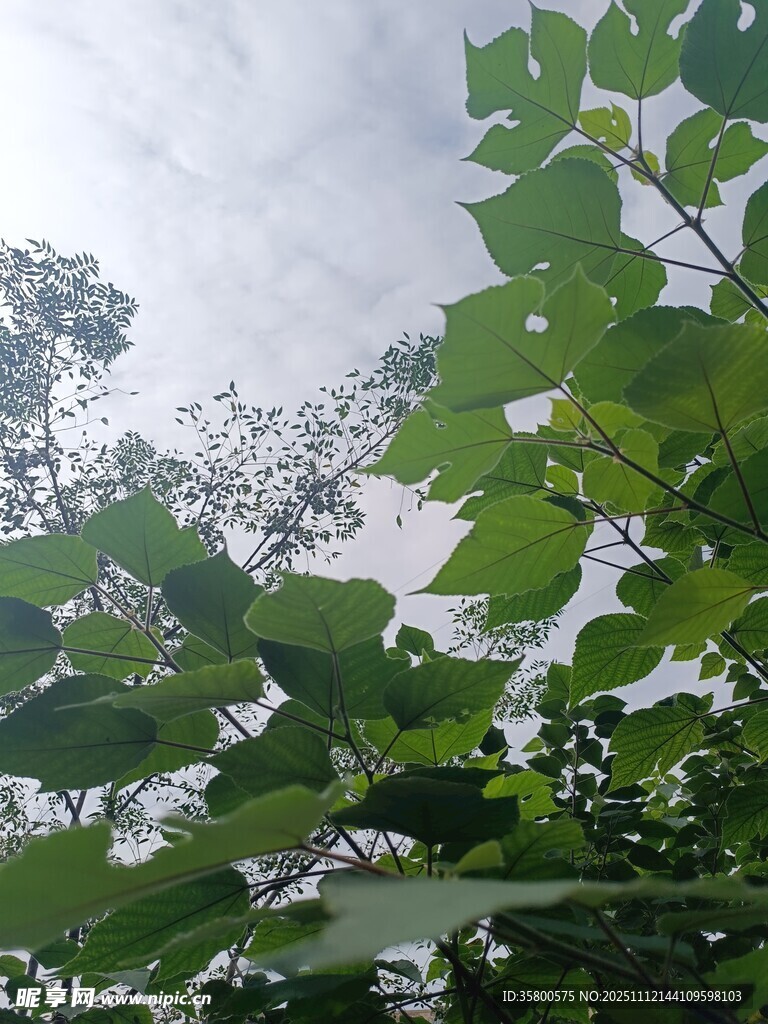 绿叶映衬下的天空景象