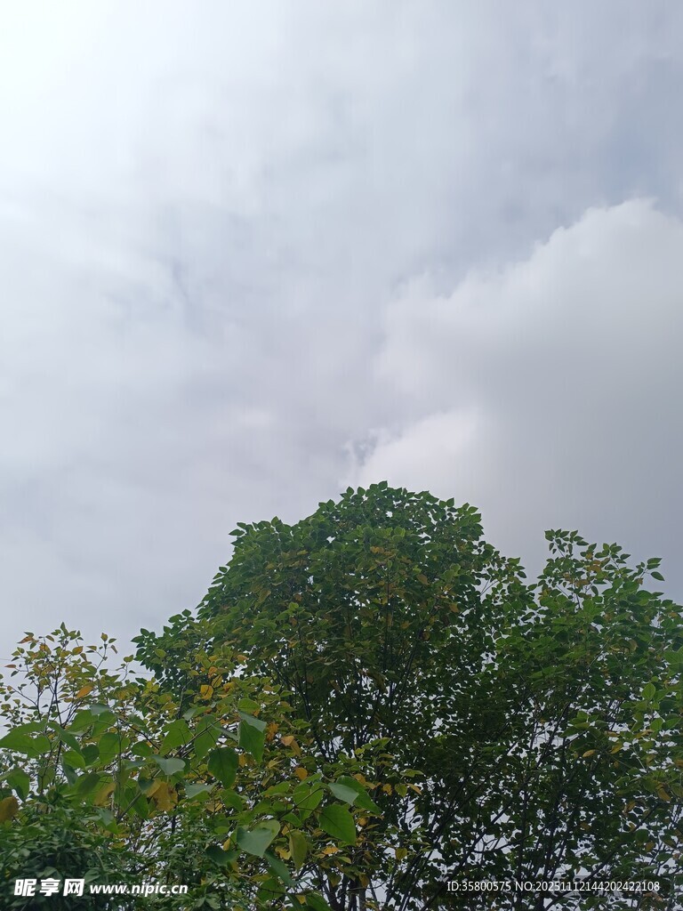 天空下的葱郁树木