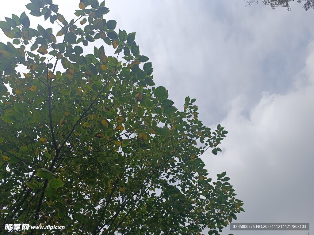 仰视树冠与多云天空