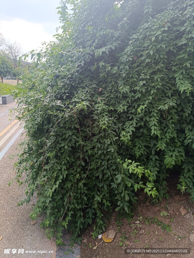 路边繁茂的绿色灌木丛