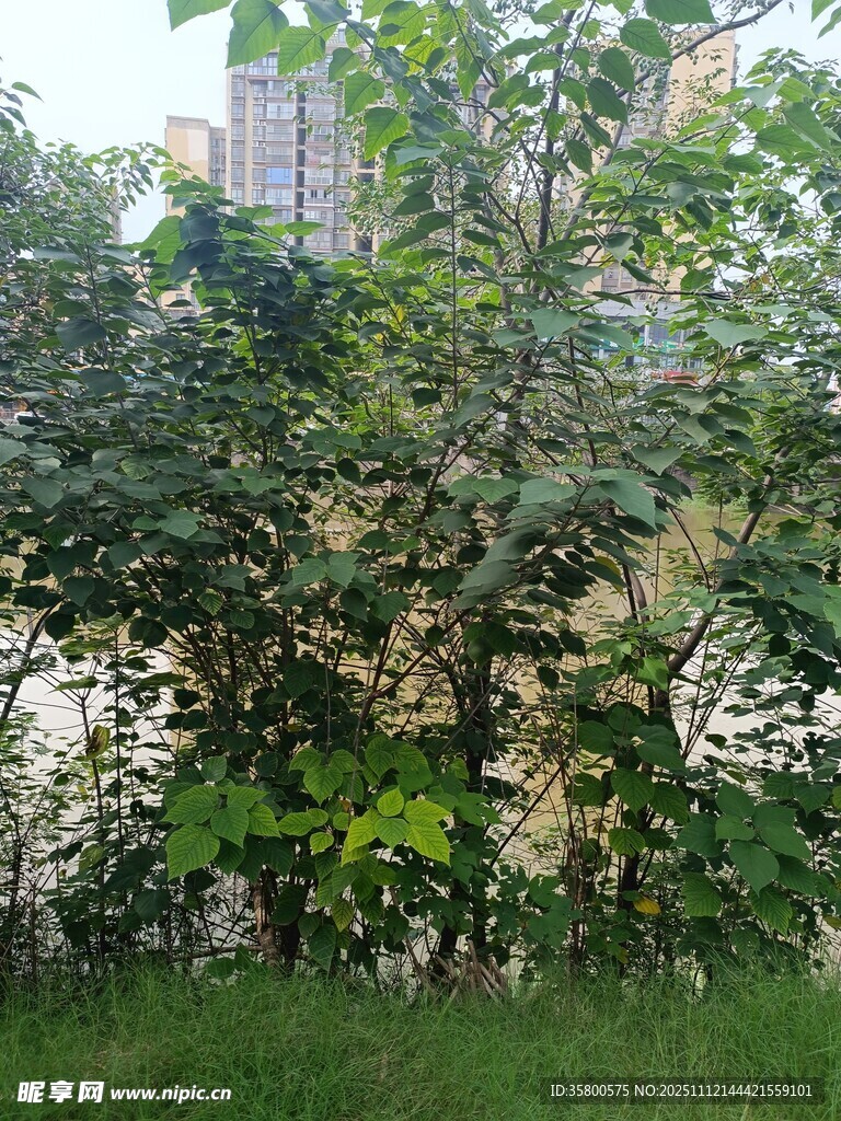 繁茂绿植间的清新景致