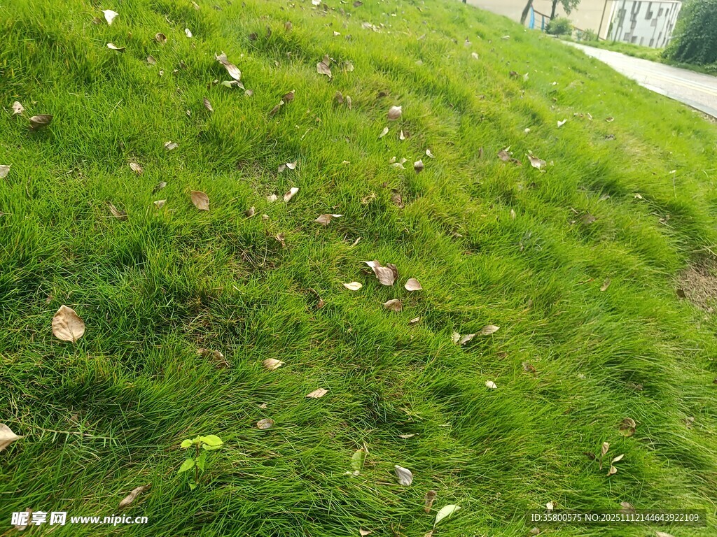 绿草上散落的白色垃圾