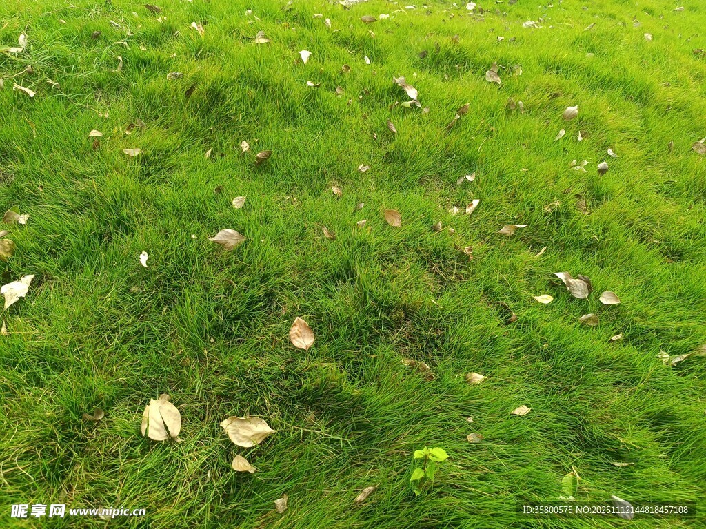 绿草间散落的枯黄叶片