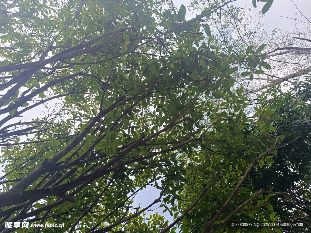 仰视茂密树林绿意盎然