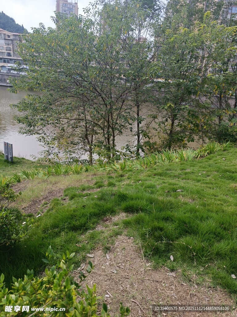 绿意盎然的户外自然景致