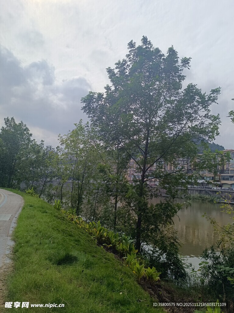 乡间小路旁的绿树与花草