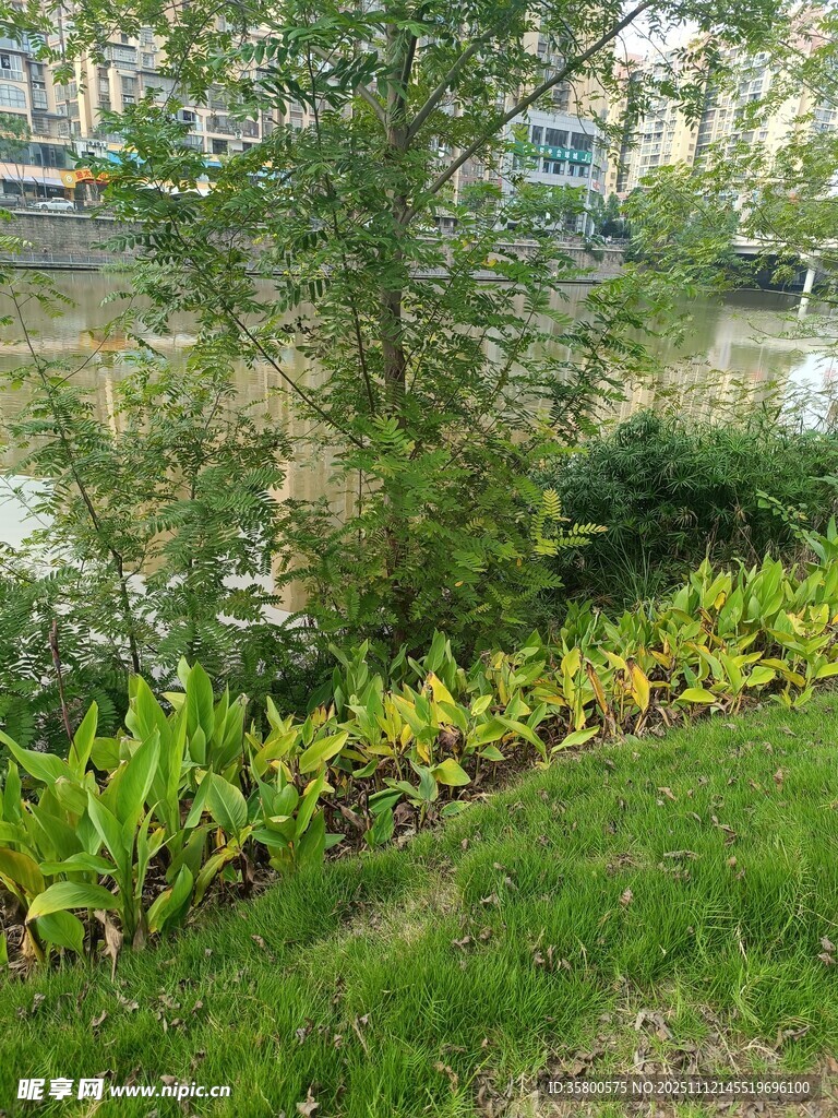 河畔绿植景观
