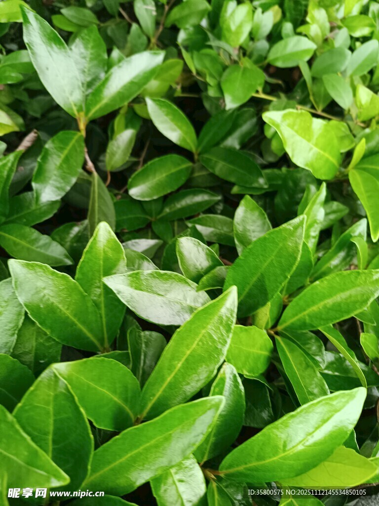 翠绿叶片植物特写