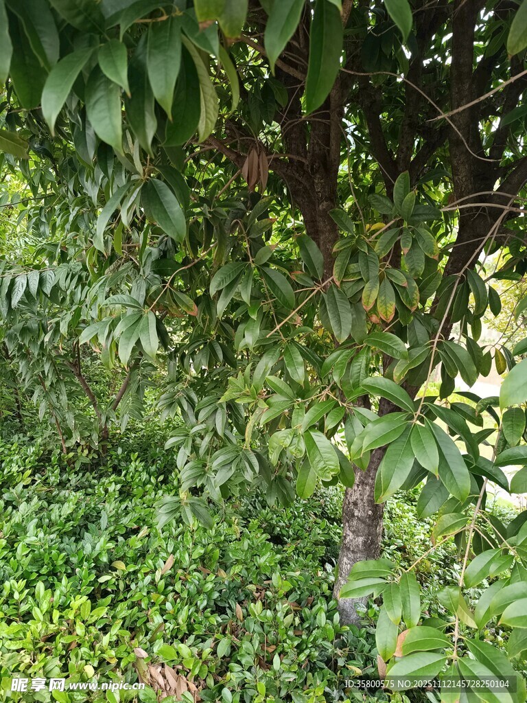 繁茂绿植景观