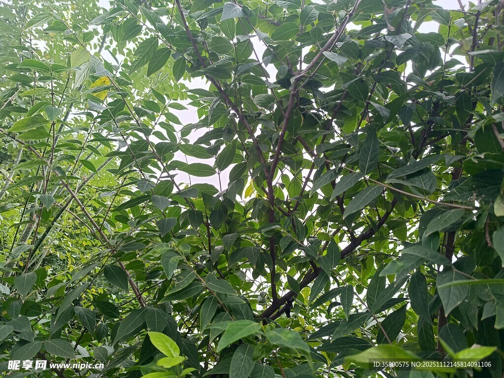 繁茂绿植景观