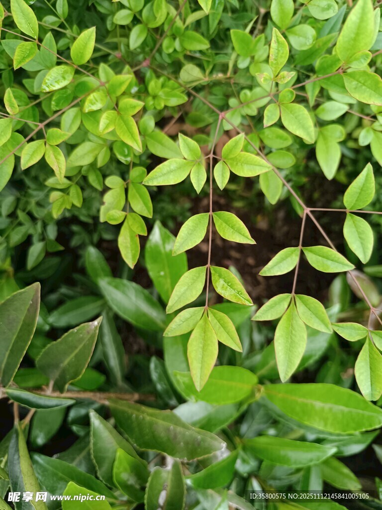 翠绿繁茂的植物叶片