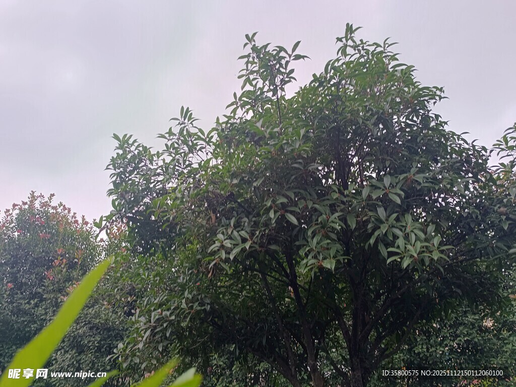 绿意盎然的山林景象