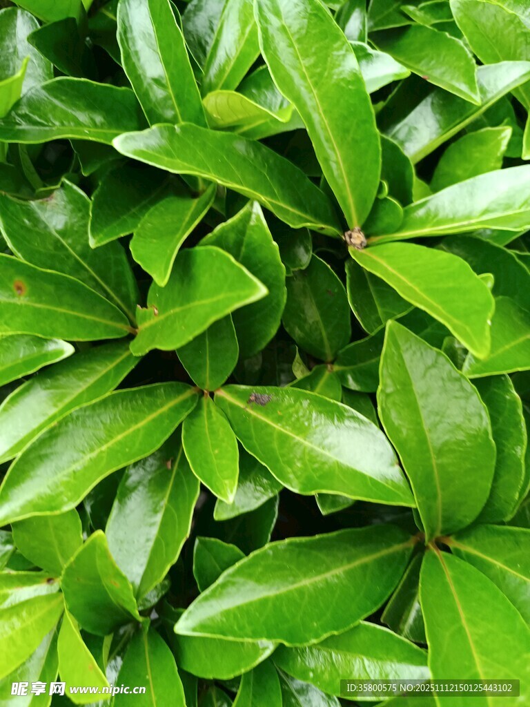 翠绿繁茂的叶片特写