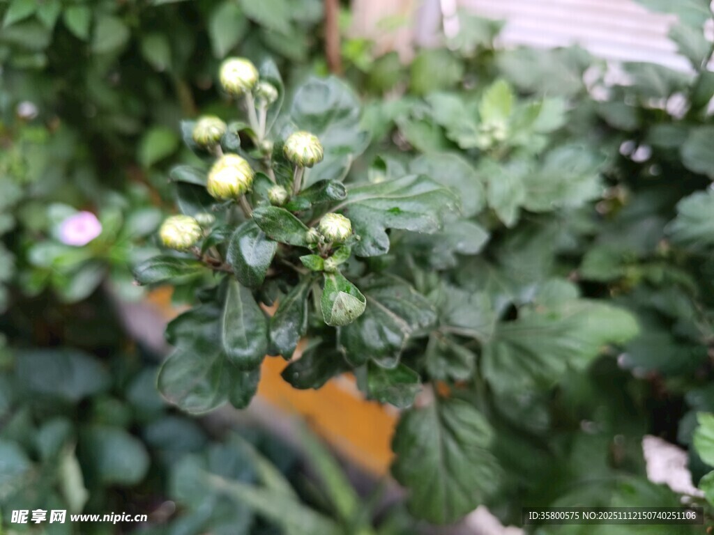 绿叶间的黄色小花苞