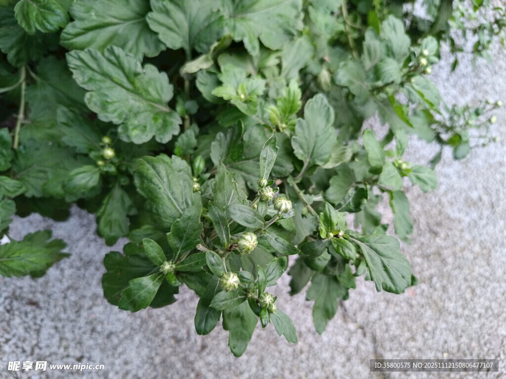 绿叶间的小番茄植株