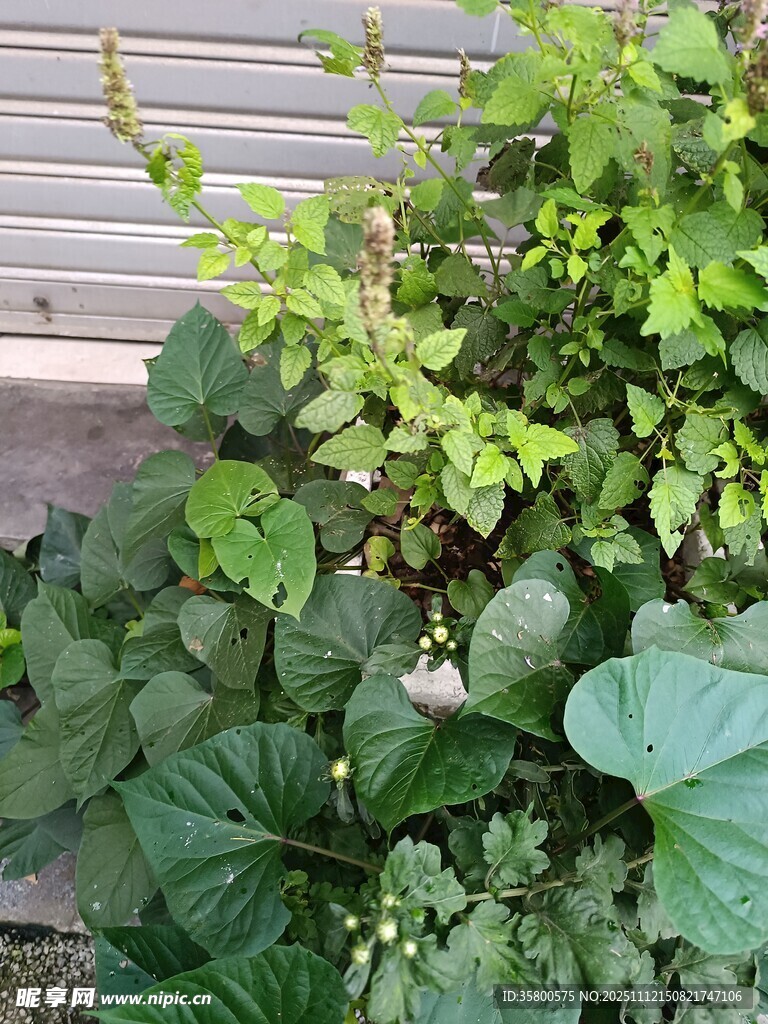 墙边绿植生机盎然