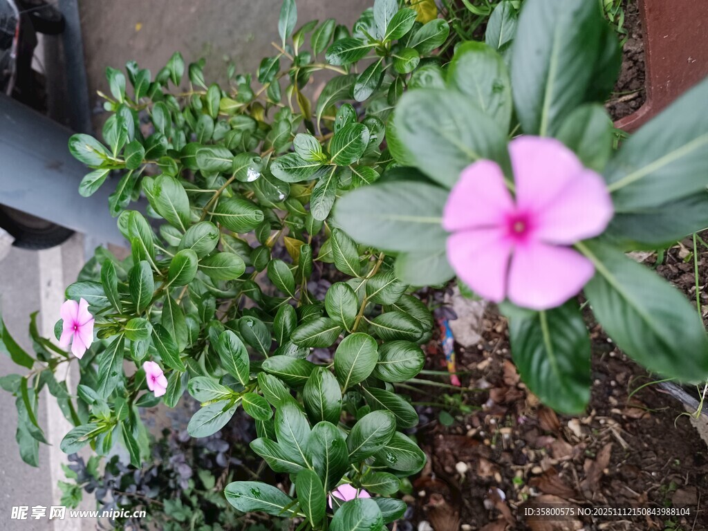 娇艳长春花绽放绿意间