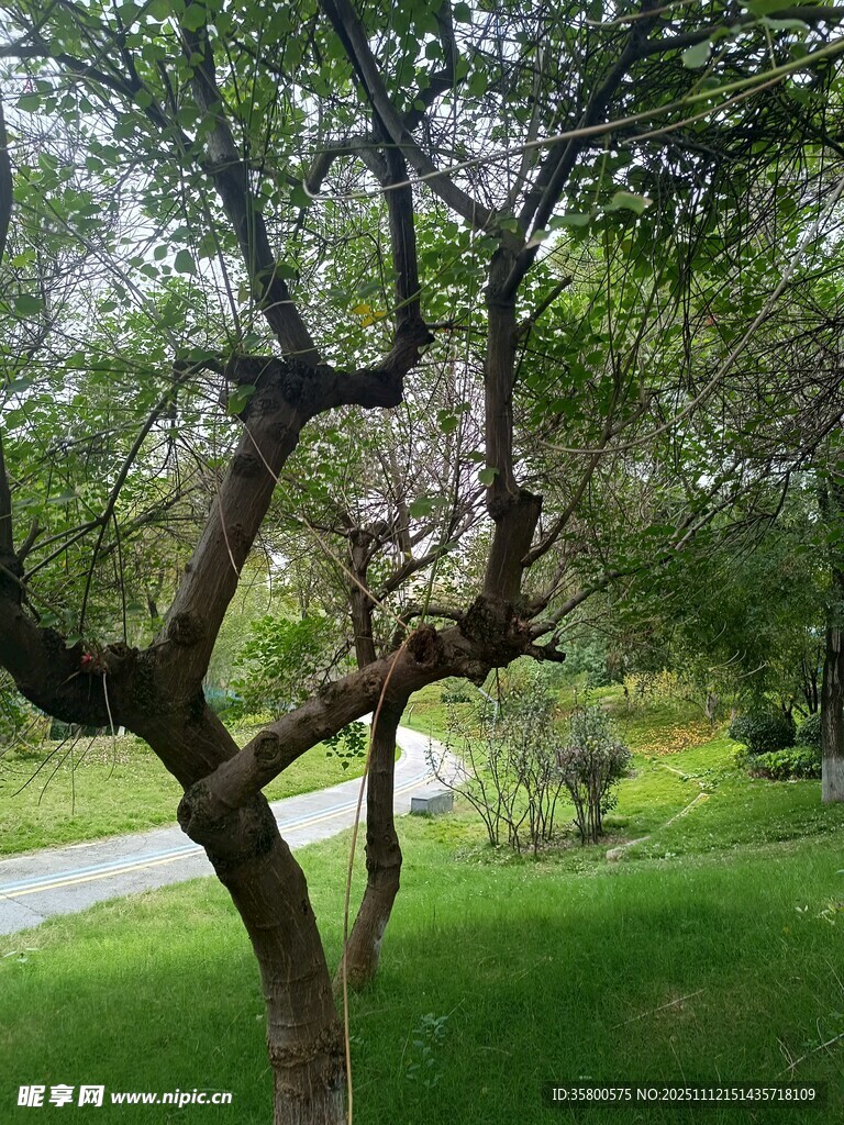 公园内的繁茂树木与绿地