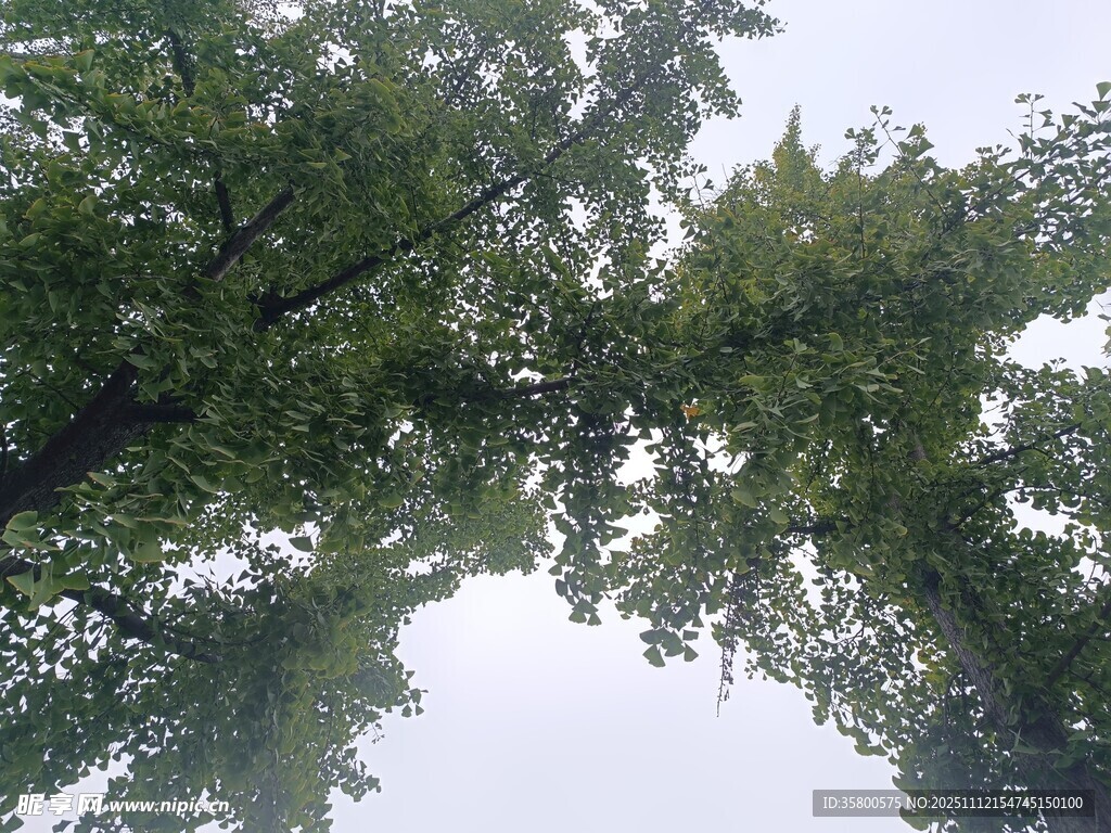 仰视葱郁树木