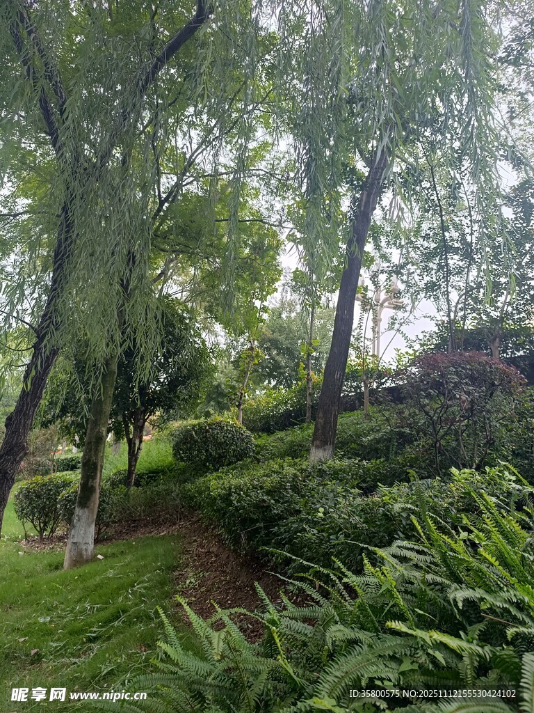 山林绿意盎然的自然景致