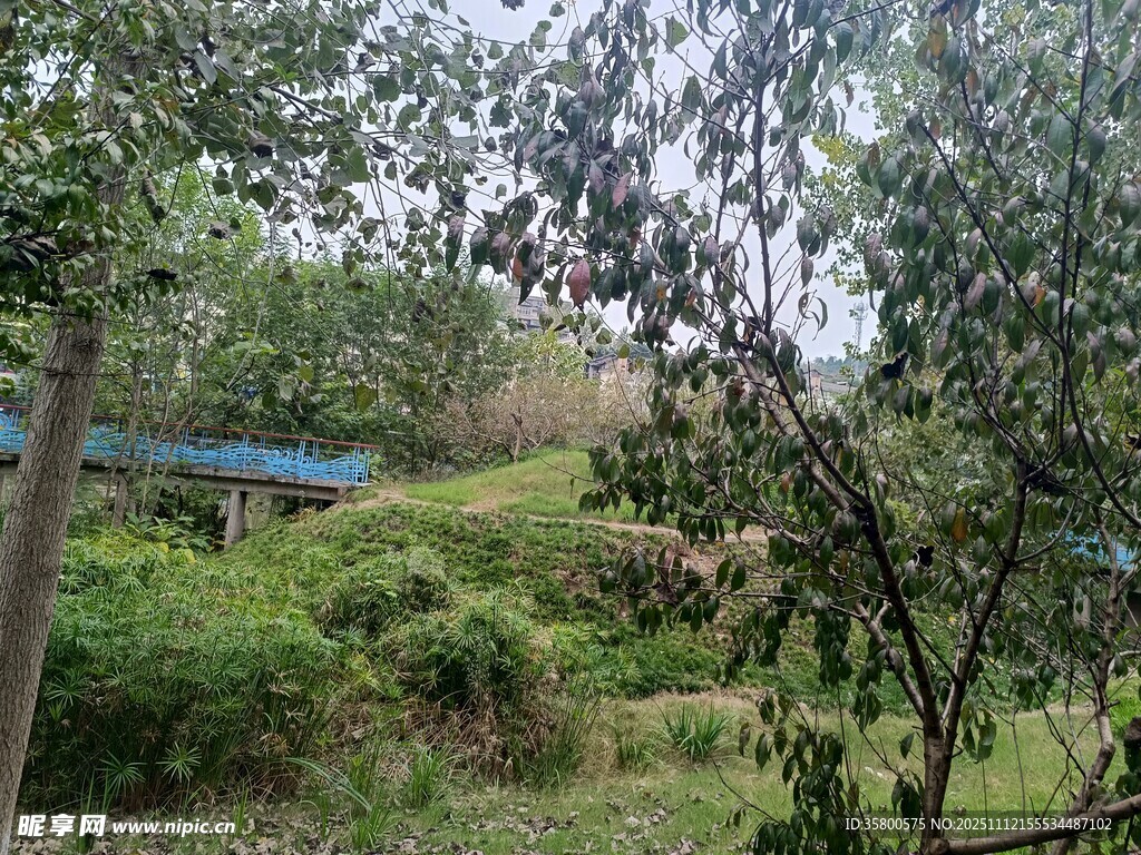 林间绿意盎然的自然景致