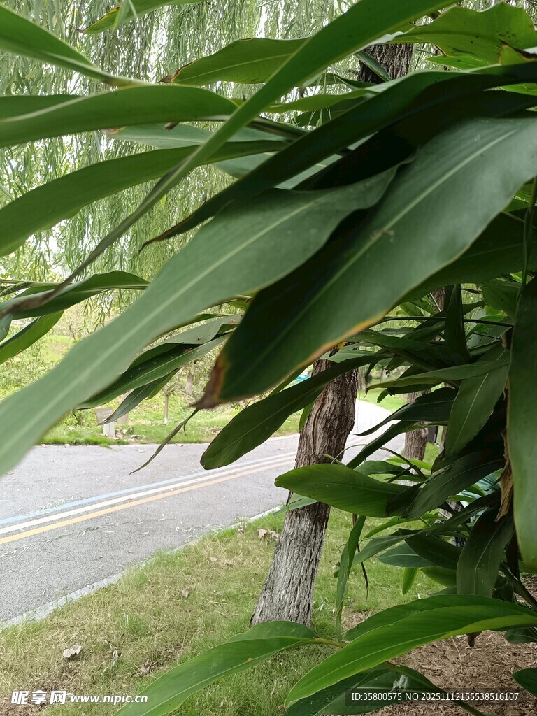 路边绿叶植物特写