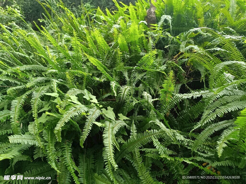 茂盛蕨类植物绿意盎然