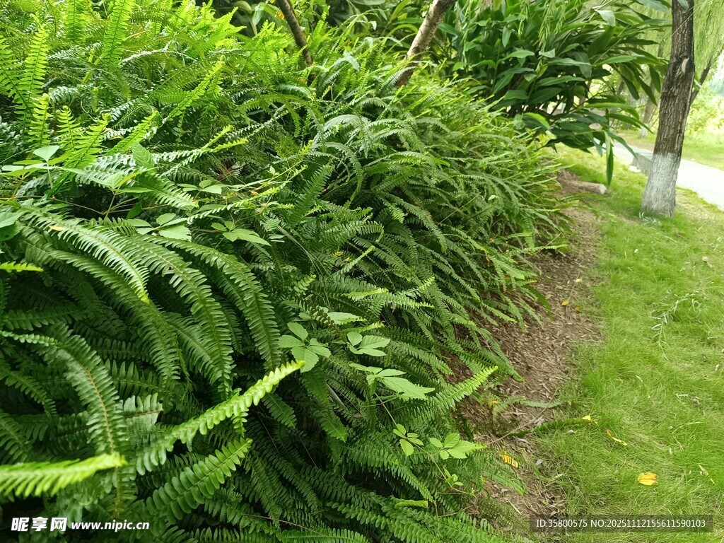 路边繁茂的蕨类植物景观
