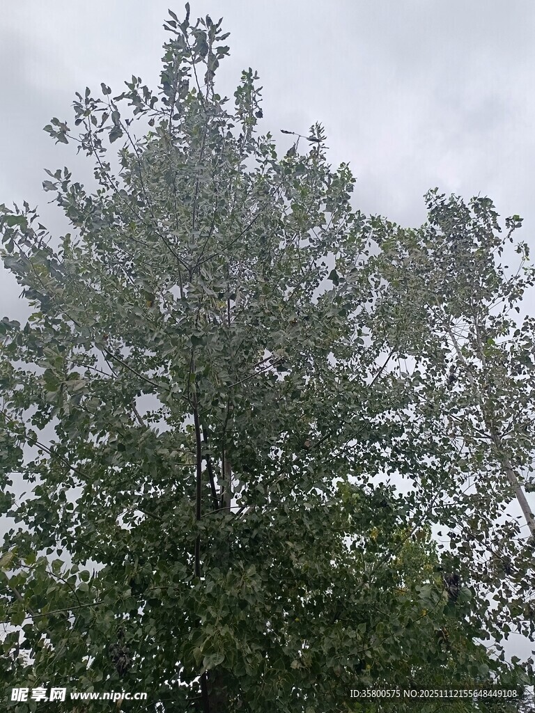 高大繁茂的绿树