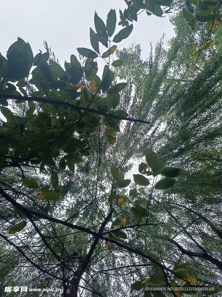 仰视繁茂枝叶间的天空