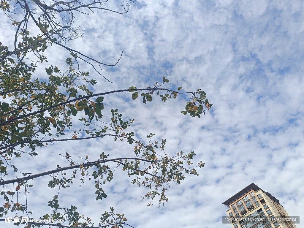 仰视天空下的枝叶与高楼